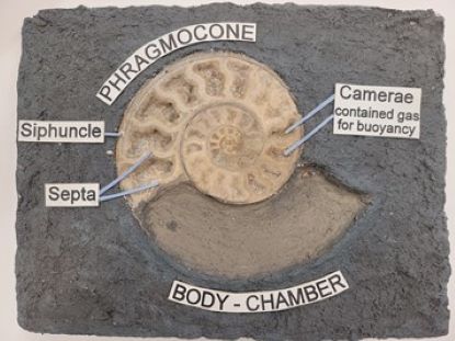 Cross section diagram of ammonoid shells.